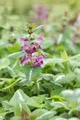 Produktbild: Lamium maculatum 'Chequers', Gefleckte Taubnessel, rosa, ca. 9x9 cm Topf