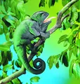 Produktbild: Handpuppe CHAMÄLEON Folkmanis Puppets Chameleon Kasperlepuppe Bauchredner-Puppe