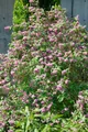 Produktbild: Deutzia 'Strawberry Fields', Maiblumenstrauch, rosa, 60–100 cm