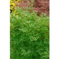 Produktbild: Acer Palmatum Crippsii Japanischer Ahorn 125–150 cm