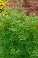 Produktbild: Acer palmatum 'Crippsii', Japanischer Ahorn, 125–150 cm