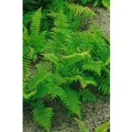Produktbild: Athyrium Filix-femina Rotstiel Frauenfarn 30-40 cm