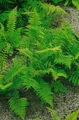 Produktbild: Pflanzen für Dich Gräser Athyrium filix-femina Rotstiel, 1 St., Frauenfarn, rote Stiele, filigranes Laub