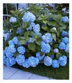 Produktbild: BALDUR Garten Bauern-Hortensien 'Générale Vicomtesse de Vibraye®', 1 Pflanze, Wuchs ist kompakt, Hydrangea macrophylla, winterhart, blühend, Hydrangea macrophylla