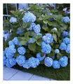 Produktbild: Bauern-Hortensien 'Générale Vicomtesse de Vibraye®', Hydrangea macrophylla,1 Pfl
