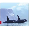 Produktbild: Speedlink Silk Mouse-Pad Orca Wal Maus-Pad Tier-Motiv Tier-Baby flach 1,5mm dünn