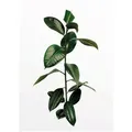 Produktbild: Komar Wandbild Ficus Branch 30 x 40 cm