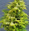 Produktbild: Zypresse Sunny Kiss 20-30cm - Chamaecyparis lawsoniana