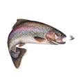 Produktbild: Aufkleber Regenbogenforelle klein
