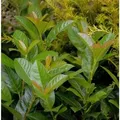 Produktbild: Kirschlorbeer Bonaparte 60-80cm - Prunus,aurocerasus