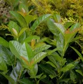 Produktbild: Kirschlorbeer Bonaparte 60-80cm - Prunus laurocerasus