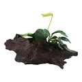 Produktbild: Aquarium Pflanze Anubias barteri var. nana Wasserpflanze auf Wurzel Nr.101 YWS Aquariumpflanze Wurzelstock Rhizom