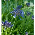 Produktbild: Schmucklilie Navy Blue - Agapanthus africanus