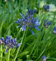 Produktbild: Schmucklilie Navy Blue - Agapanthus africanus