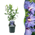 Produktbild: Sträucher Hibiscus syriacus Oiseau Blue Blüte Blau ⌀17cm ↕45cm