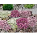Produktbild: BALDUR Garten 9er Bodendecker-Set Thymian, Pflanzen im 9x9 cm-Topf, locken Bienen und Insekten an, intensiver angenehmer Duft, winterhart, trockenh...