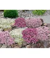 Produktbild: BALDUR Garten 9er Bodendecker-Set Thymian, Pflanzen im 9x9 cm-Topf, locken Bienen und Insekten an, intensiver angenehmer Duft, winterhart, trockenheitsresistent, pflegeleicht, für Beet & Naturgarten