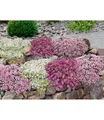Produktbild: BALDUR Garten Bodendecker 9er Bodendecker-Set Thymian, 9 St., Bodendecker-thymian, winterhart, duftend, bienenfreundlich