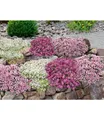 Produktbild: Bodendecker-Set Thymian,9 Pflanzen
