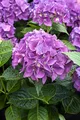 Produktbild: Hydrangea macrophylla 'Hobergine' 30–40 cm – Winterhart, Mehrjährig, Pflegeleicht – Bauernhortensie – Blütenstrauch für Garten & Kübel