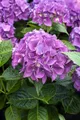 Produktbild: Pflanzen für Dich Gehölze Hydrangea macrophylla Hobergine, 1 St., Bauernhortensie, Gartenhortensie
