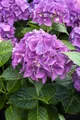 Produktbild: Hydrangea macrophylla 'Hobergine', Bauernhortensie, violett, 30–40 cm