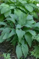 Produktbild: Pflanzen für Dich Staude Hosta lanc. Red October, 1 St., Funkie