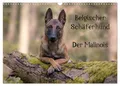 Produktbild: CALVENDO Wandkalender Belgischer Schäferhund - Der Malinois (Wandkalender 2026 DIN A3 quer)