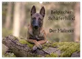 Produktbild: Belgischer Schäferhund - Der Malinois (Wandkalender 2026 DIN A3 quer), CALVENDO