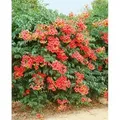 Produktbild: Campsis Radicans Grandiflora Trompetenblume Orange 40–60 cm
