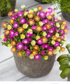 Produktbild: BALDUR Garten 3er Winterharte Eisblumen Summer Mix, Pflanzen im 9x9 cm-Topf, Delosperma congesta, Bodendecker, winterharte Staude, trockenresistent, mehrjährig, bienenfreundlich, pflegeleicht