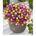 Produktbild: BALDUR Garten 3er Winterharte Eisblumen Summer Mix, Pflanzen im 9x9 cm-Topf, Delosperma congesta, Bodendecker, winterharte Staude, trockenresistent...