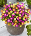 Produktbild: BALDUR Garten Bodendecker Winterharte Eisblumen 'Summer Mix', 3 St., Mittagsblume, reichblühend, winterhart, mehrjährig, pflegeleicht