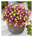 Produktbild: Winterharte Eisblumen 