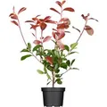 Produktbild: Photinia Fraseri Red Robin Glanzmispel Rot 60–80 cm