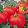Produktbild: Tomaten Diplom F1 Hybride Samen – Hohe Erträge und Robustheit für Ihren Garten