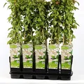 Produktbild: Blumen-Senf Schling-Knöterich 60-70 cm - Fallopia aubertii - sehr starkwüchsig, reichblühend