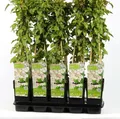 Produktbild: Schling-Knöterich - Fallopia aubertii - sehr starkwüchsig, reichblühend Kletterp
