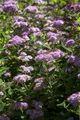 Produktbild: Pflanzen für Dich Gehölze Spiraea japonica Little Princess, 1 St., Japanische Spiere, Zwergspiere