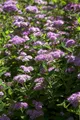 Produktbild: Spiraea japonica 'Little Princess', Zwerg-Spiere, rosa, 20–30 cm