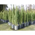 Produktbild: 1x Mittelmeerzypresse 180 cm Säulen Toskana Zypressen Zypresse Cupressus Sempervirens