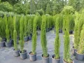 Produktbild: 1x Mittelmeerzypresse 180 cm Säulen Toskana Zypressen Zypresse Cupressus Sempervirens