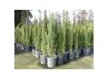Produktbild: 1x Mittelmeerzypresse 180 cm Säulen Toskana Zypressen Zypresse Cupressus Sempervirens