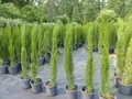 Produktbild: gruenwaren jakubik 1x Mittelmeerzypresse 180 cm Säulen Toskana Zypressen Zypresse Cupressus Sempervirens