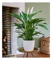 Produktbild: BALDUR Garten Spathiphyllum | Einblatt|im 55-65 cm hoch, 1 Pflanze, Luftreinigende Zimmerpflanze, unterstützt das Raumklima, Einblatt blühende Zimmerpflanze, mehrjährig - frostfrei halten