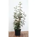Produktbild: Sonstige - Elaeagnus Ebbingei C 5 60-80