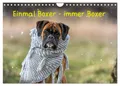 Produktbild: Einmal Boxer - immer Boxer (Wandkalender 2026 DIN A4 quer), CALVENDO Monatskalen