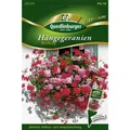 Produktbild: Hängegeranien, Mischung
