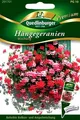 Produktbild: Hängegeranien Mischung - bunte Balkon- und Ampelmischung - Geranien Blumen Samen