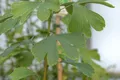 Produktbild: Pflanzen für Dich Konifere Ginkgo biloba Princeton Sentry, 1 St., Ginkgo, Ginkgobaum, Fächerblattbaum, fächerförmige Blätter, goldgelb Herbstfärbung